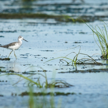 Migrația de toamnă
